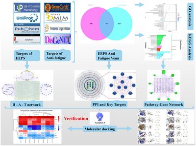 Feasibility study on the use of “Qi-tonifying medicine compound” as an anti-fatigue functional food ingredient based on network pharmacology and molecular docking